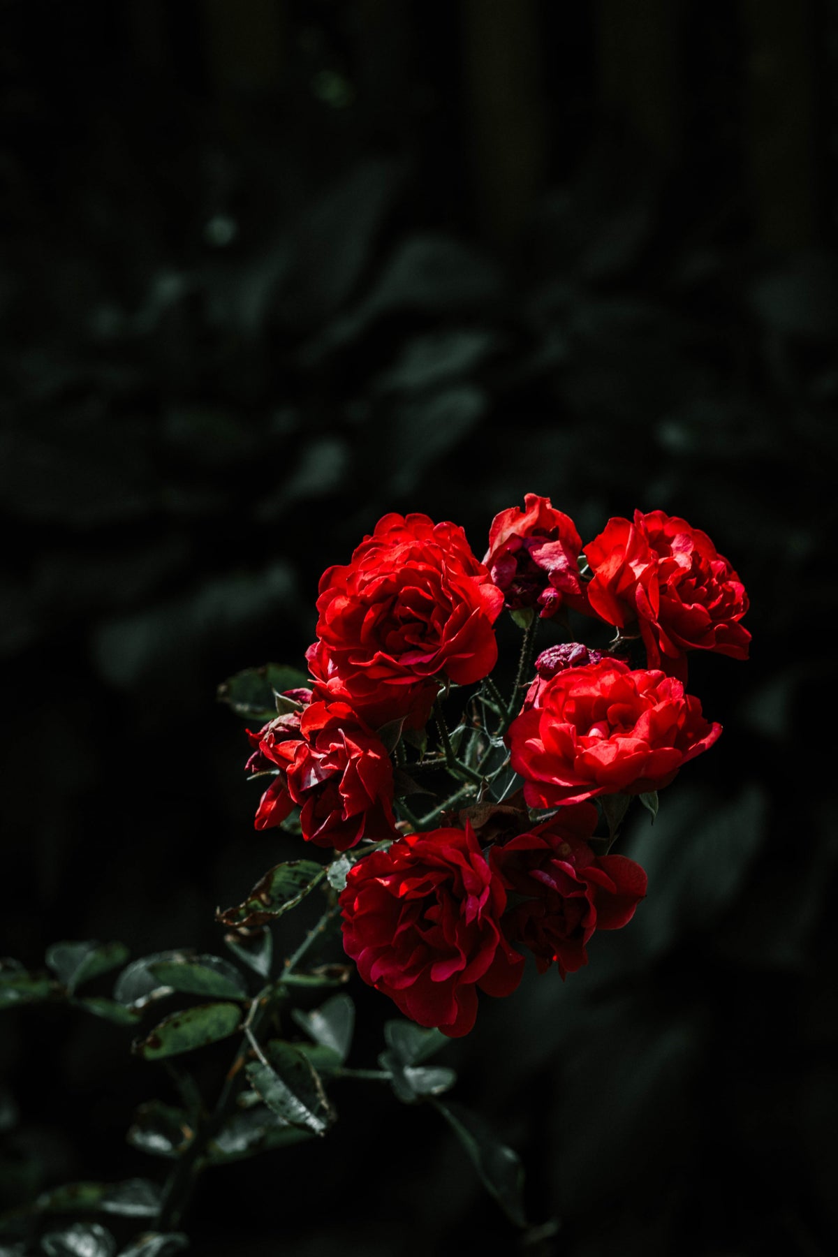 Rose  Collection